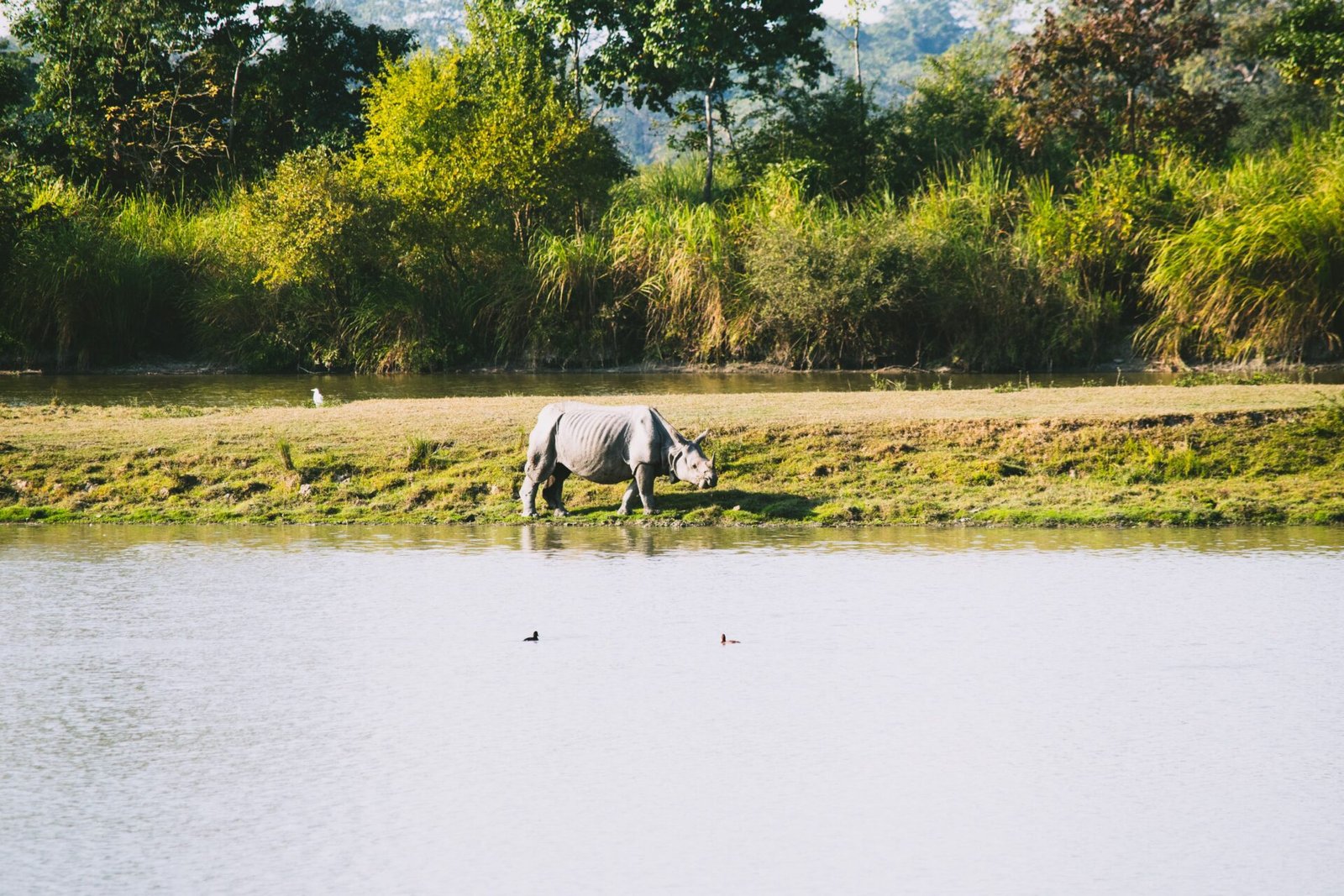 Indian rhinoceros grazing by a serene lake, Chitwan, Nepal